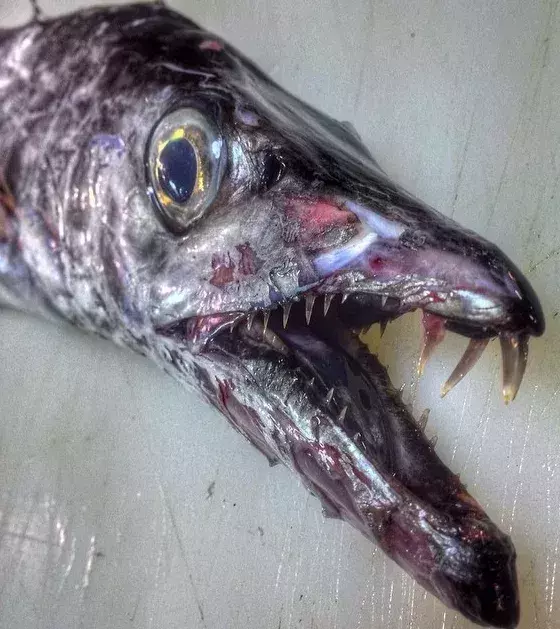 Nicht nur das Kinn des Fischs ist beeindruckend
