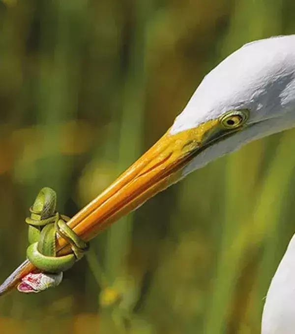 Schnabel zu, Reiher!
