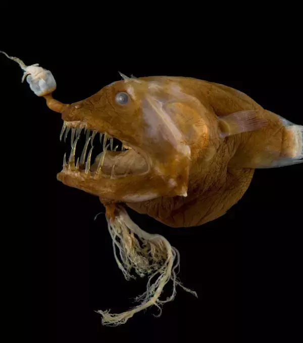 Wie die anderen Fische seiner Familie hat auch der Linophryne arborifera einen Kopf, den man unbedingt gesehen haben sollte.