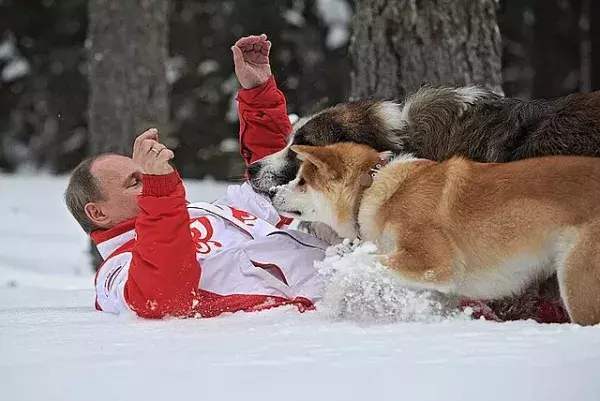 Tiere